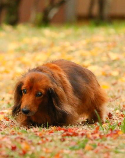 愛犬も紅葉狩り