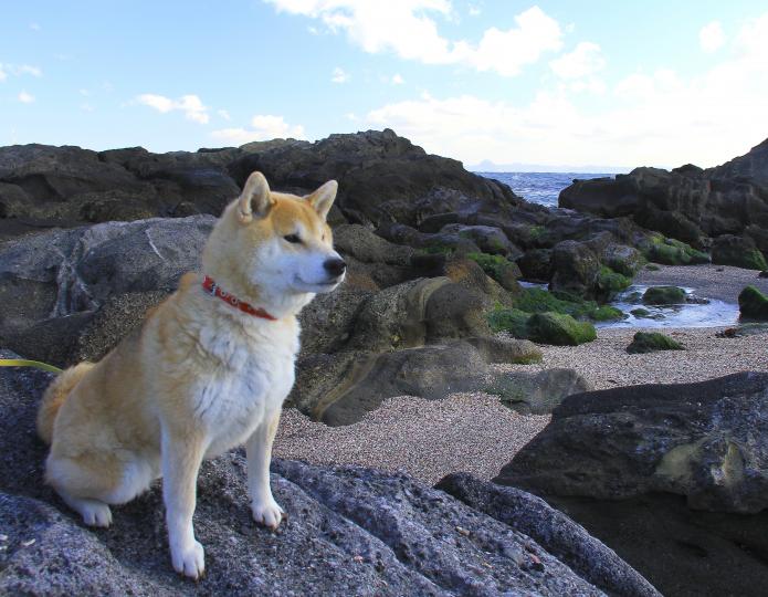 冬の城ケ島