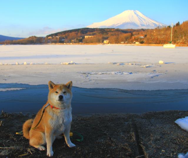 山中湖凍結