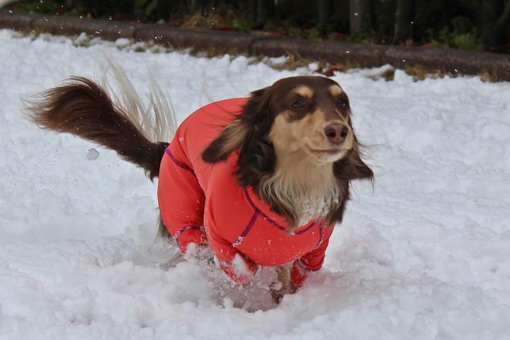 雪でもかけっこしちゃうよ～♪