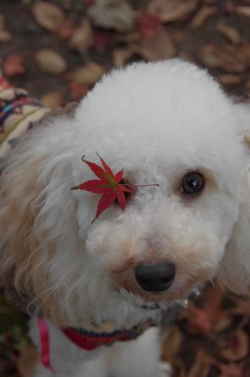 12月の紅葉