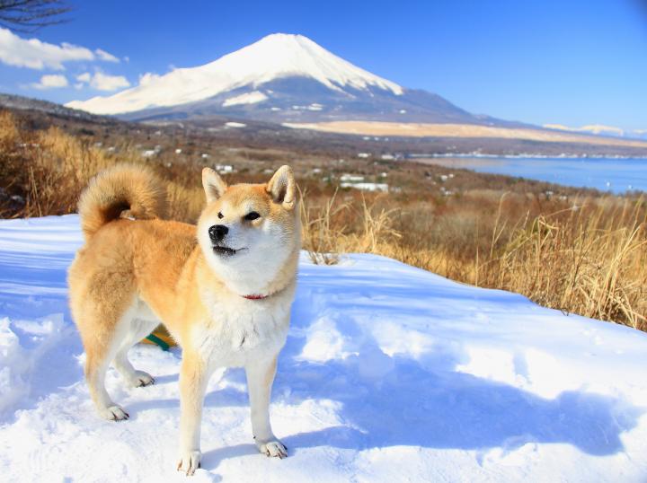 富士山と柴犬