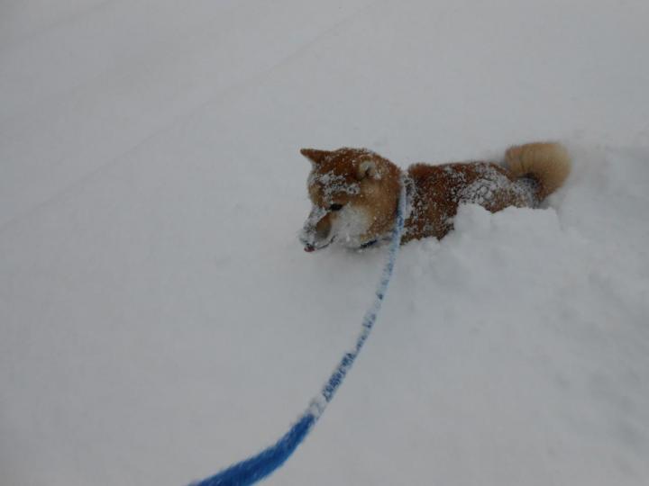 雪が大好き。