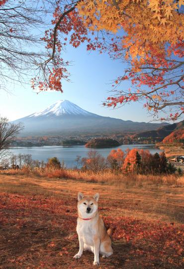 冬の河口湖