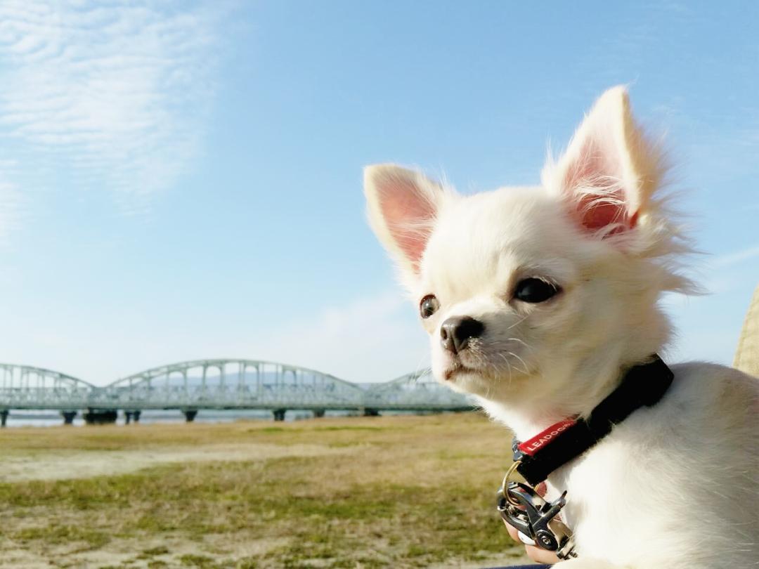 初めてのお散歩|艸`)♪