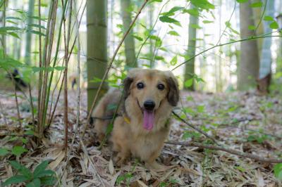 竹やぶからこんにちワン