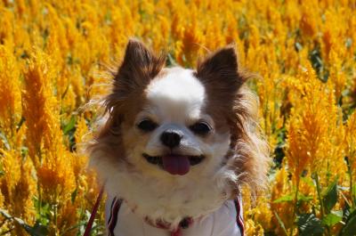 お花畑でニッコリ♪