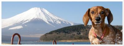 富士山とワンコ