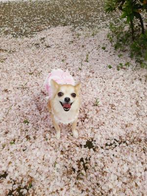 桜の絨毯ふわふわだね♪