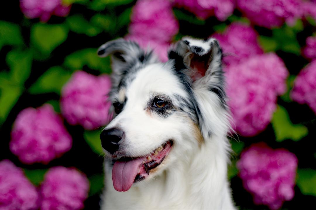 紫陽花と愛犬