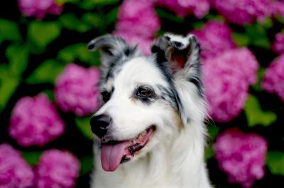 紫陽花と愛犬