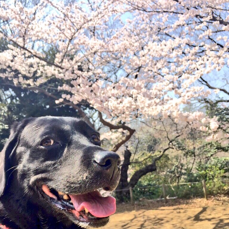 桜だぞ！