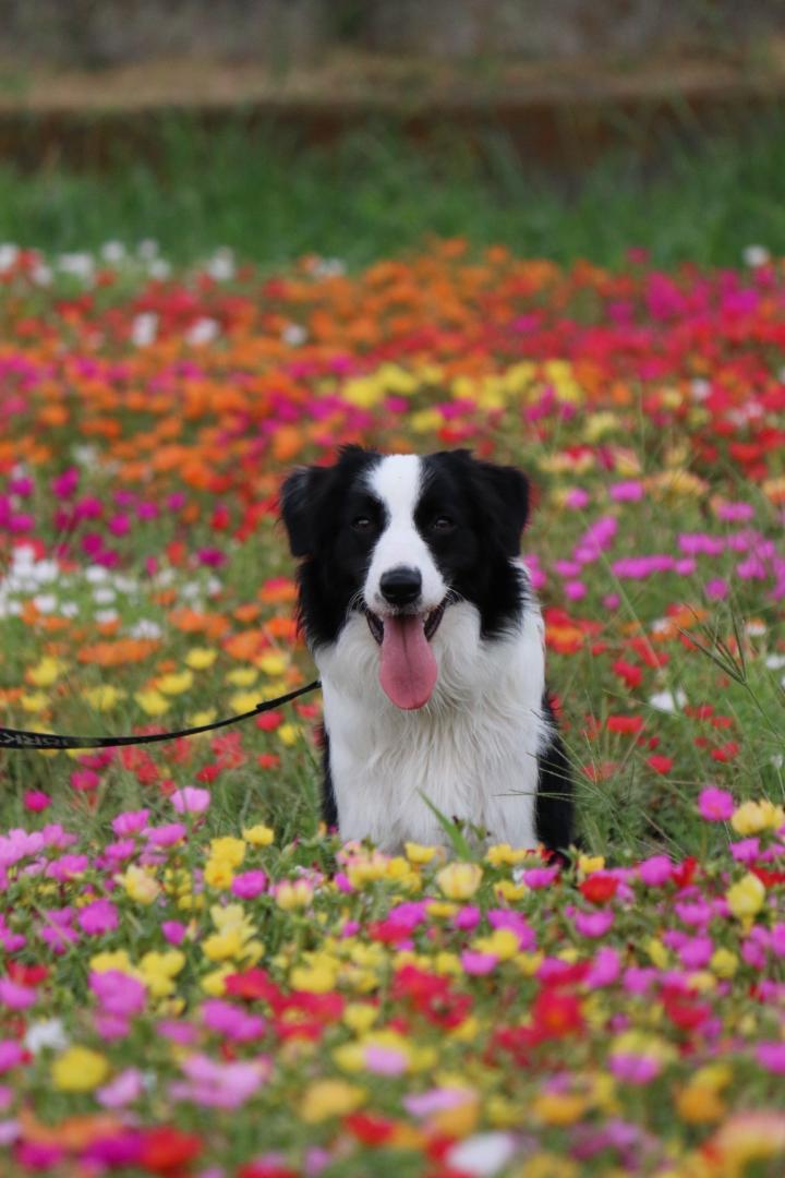 お花畑に囲まれて