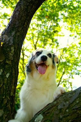 「あたちだって木登りできるもん！」