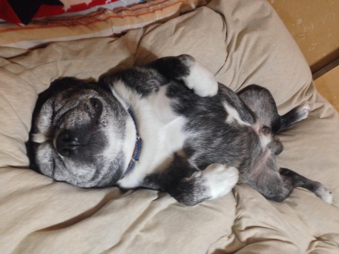 幸せワーン ぷっぷさんの投稿写真 犬 愛犬フォトコンテスト イヌトミィ