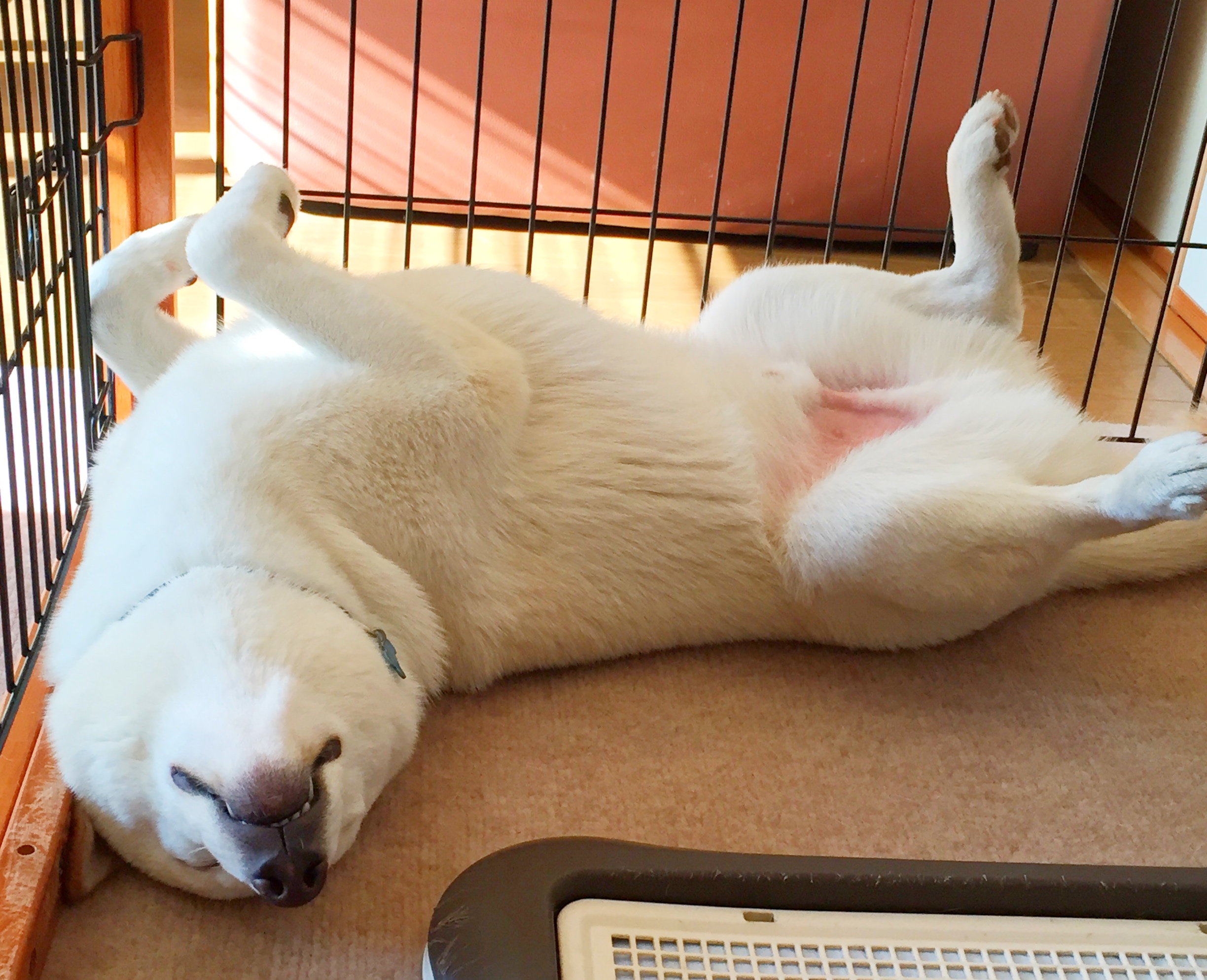 いつも寝相の悪い子 ベンツさんの投稿写真 犬 愛犬フォトコンテスト イヌトミィ