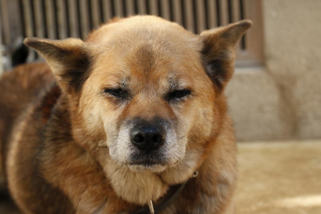 マムシに噛まれて再び元気を取り戻した１５歳 ナマタロスさんの投稿写真 犬 愛犬フォトコンテスト イヌトミィ