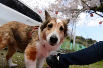 愛犬と花見