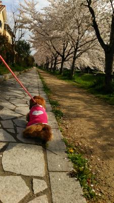 満開の桜並木