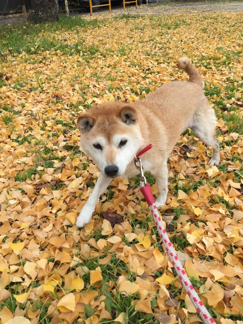 イチョウの中に埋もれるキララちゃん