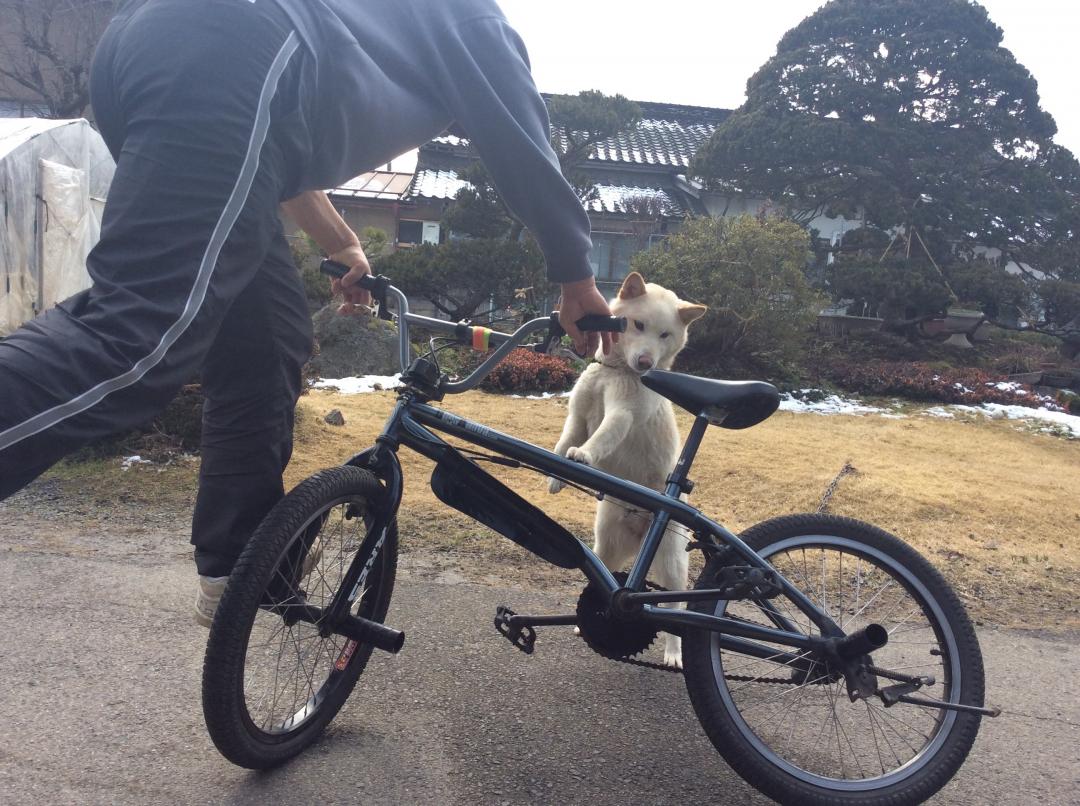 パパ安心して自転車に乗って...私 抑えててあげるからね。