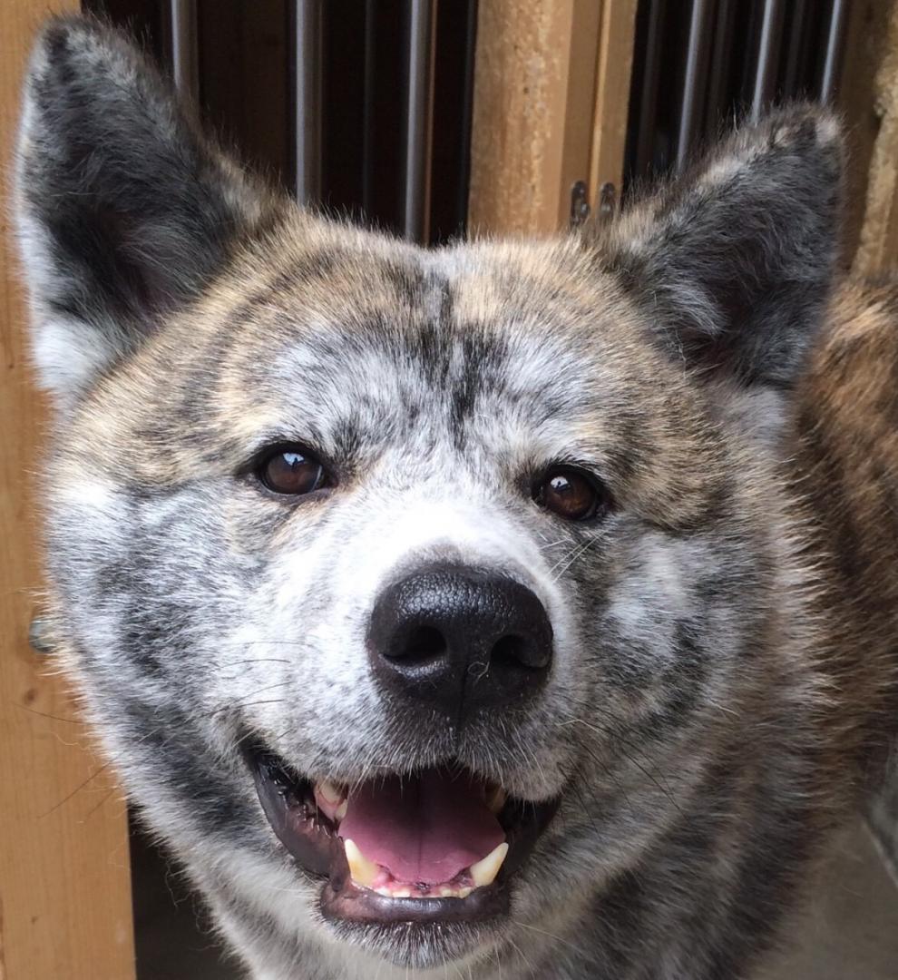 秋田犬のジャニーズ★