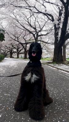 桜吹雪の色男