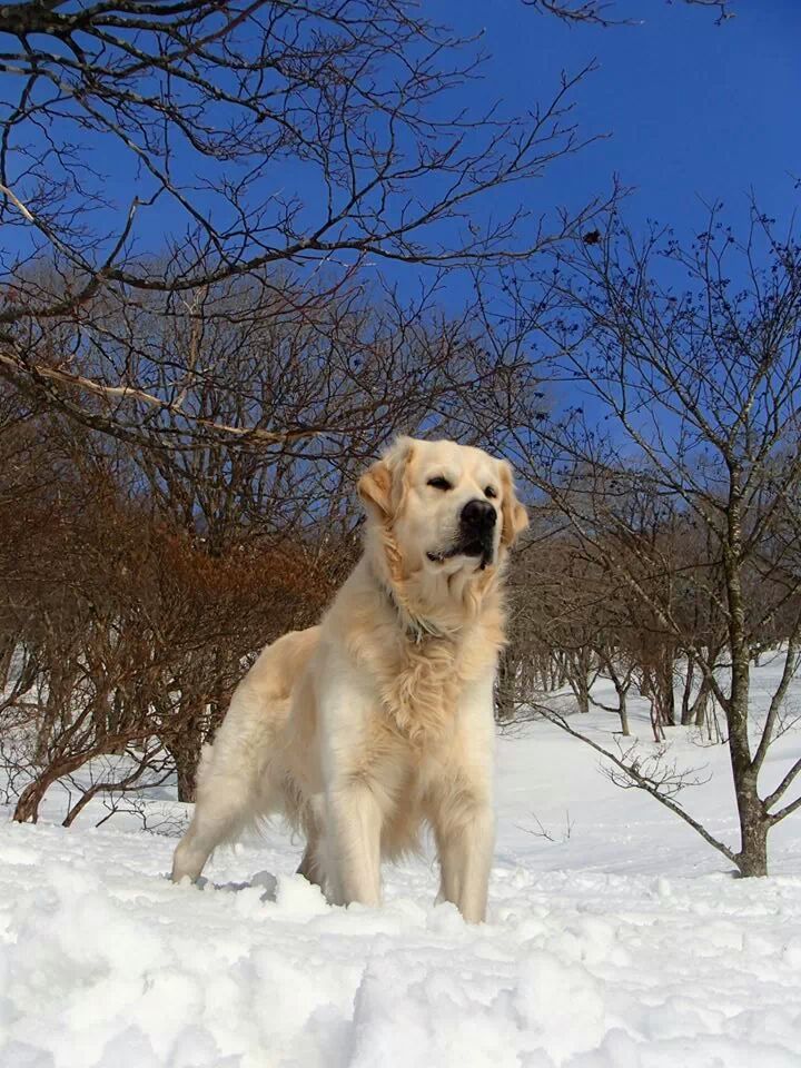 雪山パトロール