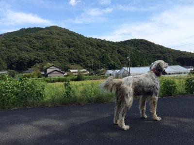 隣の芝生は青くない