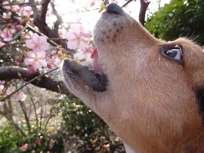 甘い匂いだ･･･食べさせてっ！