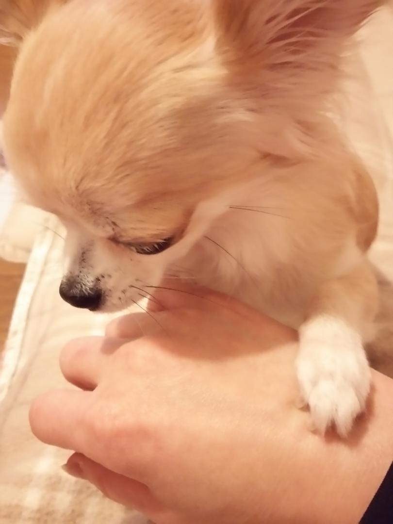 ママの手々触らせて Melon Myloveさんの投稿写真 犬 愛犬フォトコンテスト イヌトミィ