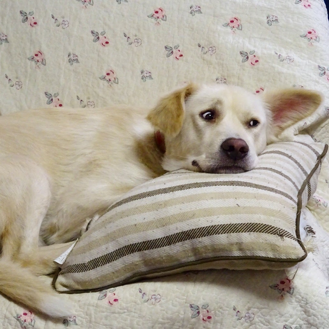 聞き耳　会話を探る犬