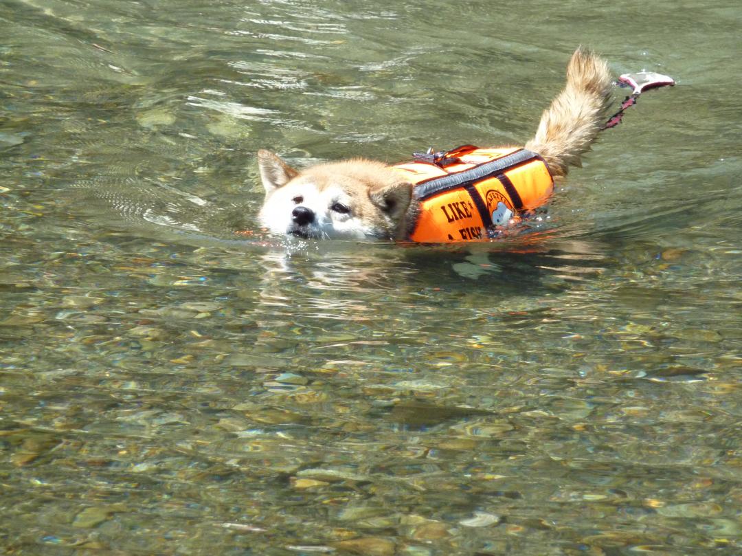 犬かきだってできるんやで！