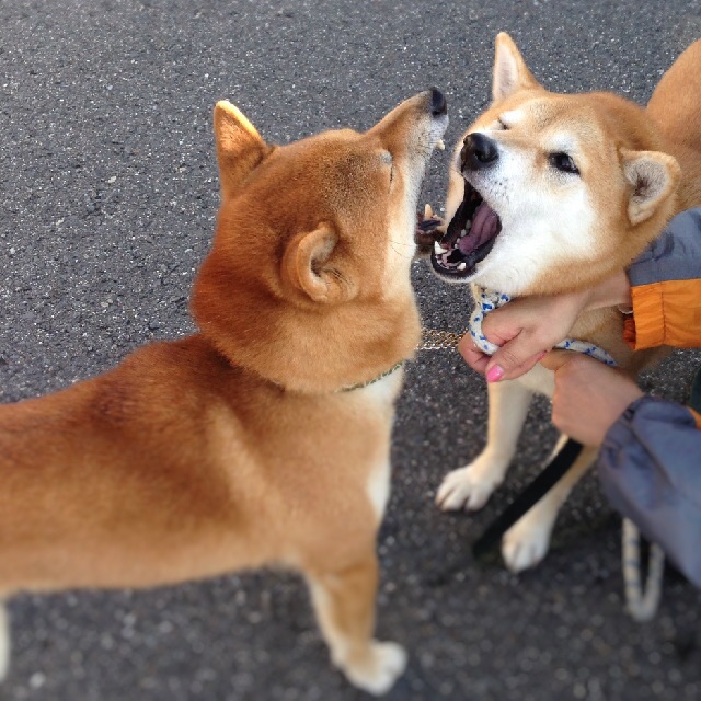 向かい合ってドヤ顔