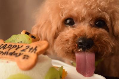 誕生日ケーキを独り占め