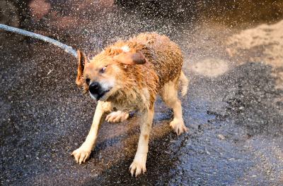 水はキライだ～！！