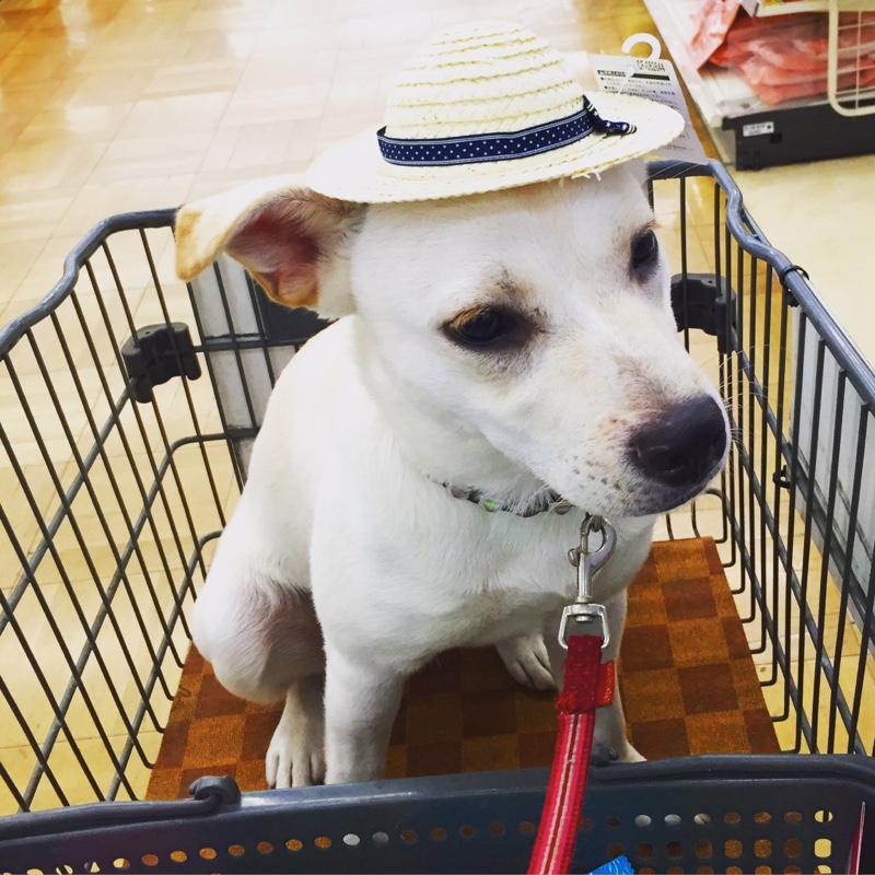 夏は海に行きます