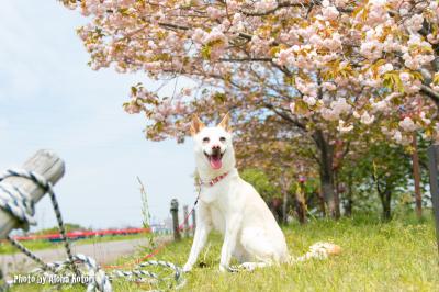 桜が綺麗だワン！