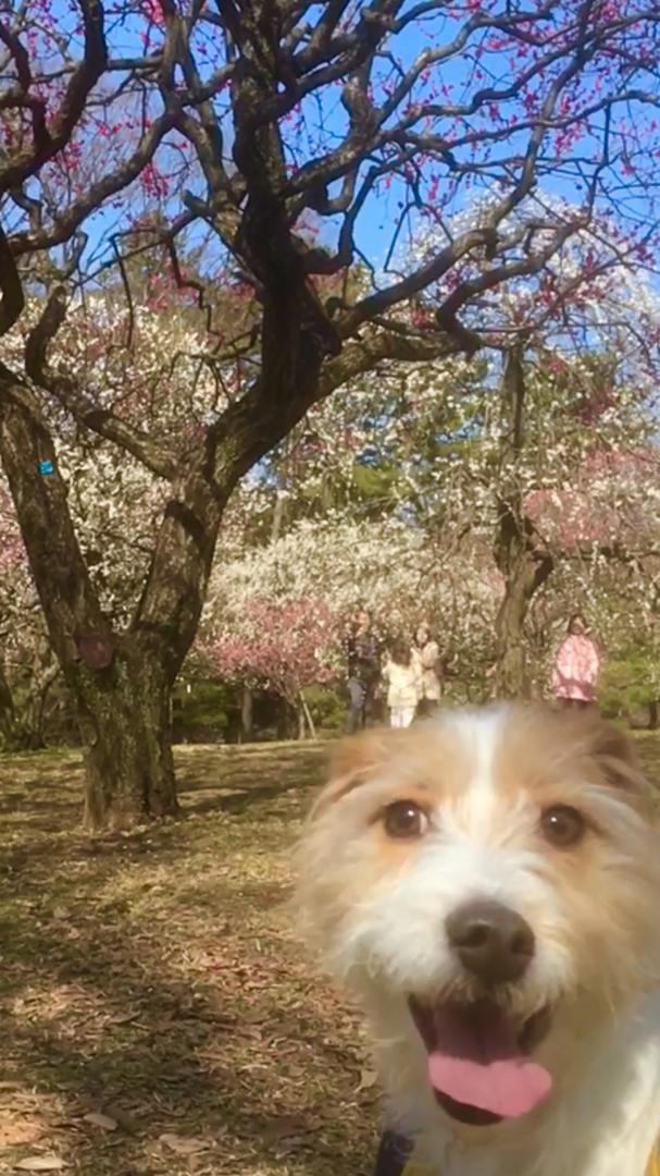 梅の花を見にきたワン