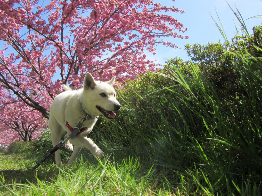 桜並木の下でるんるん♪