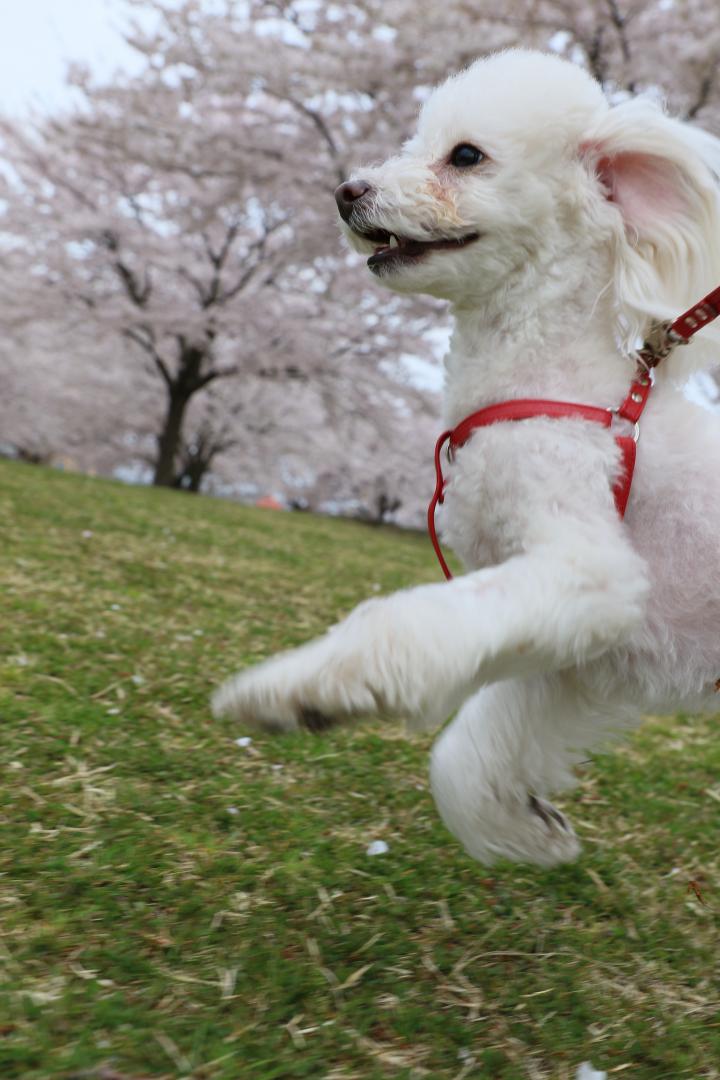 行くぜぇ🐩