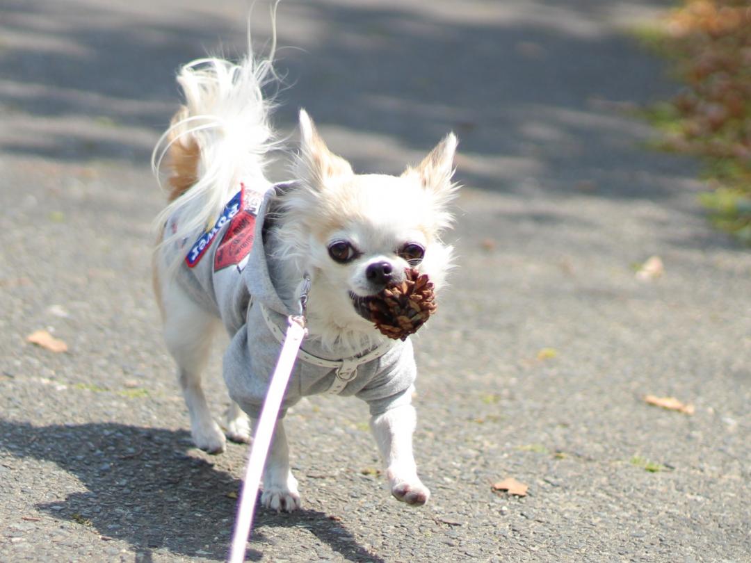 松ぼっくりスキスキ Mitsubaさんの投稿写真 犬 愛犬フォトコンテスト イヌトミィ