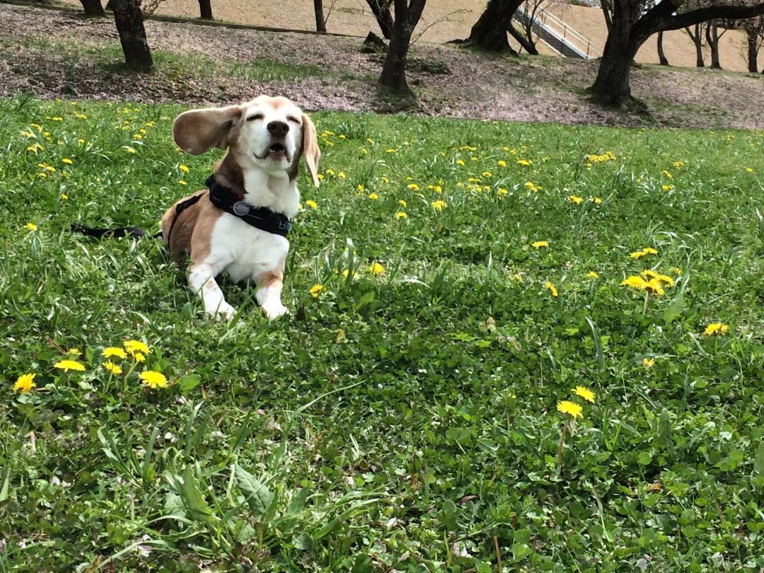 春の風が心地いい～