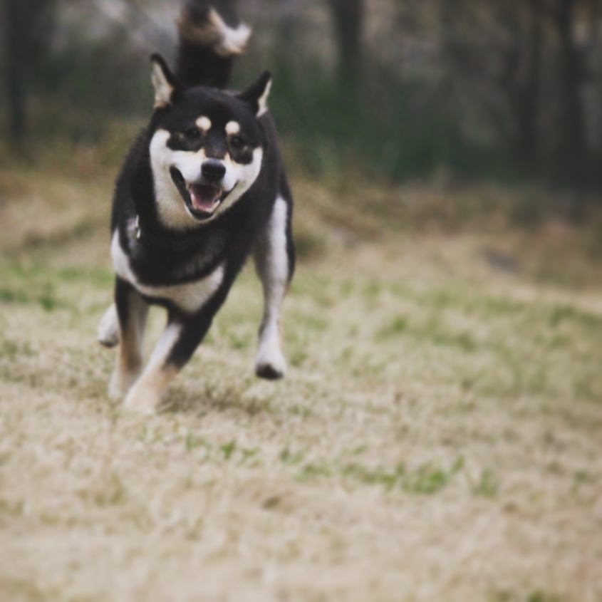 ひゃっほーい！かけっこ大好き♪