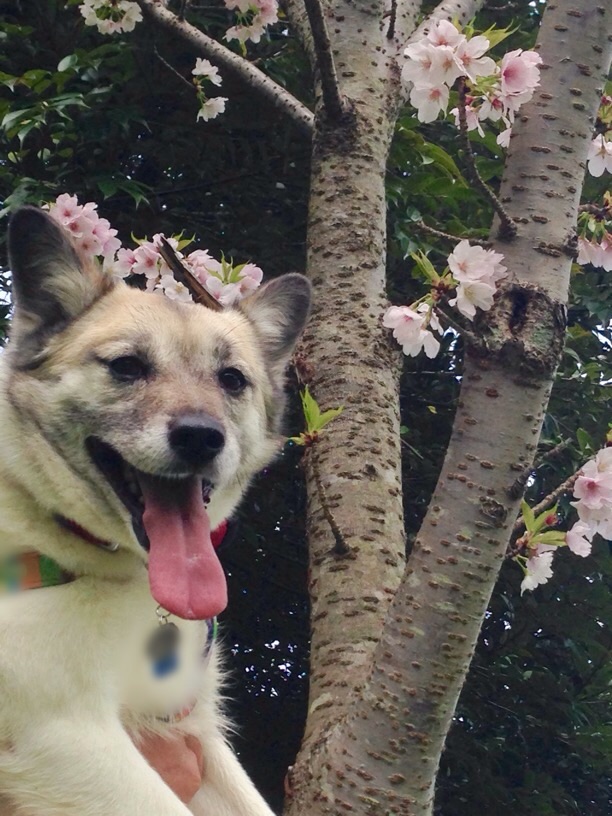 初めてのお花見ルンルン♪