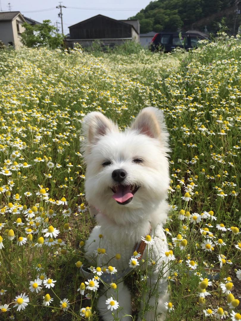 お花のにおい、大好きっ！