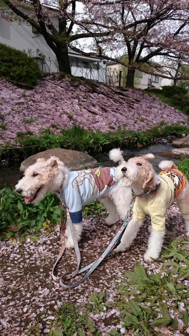 花の香りを嗅いで