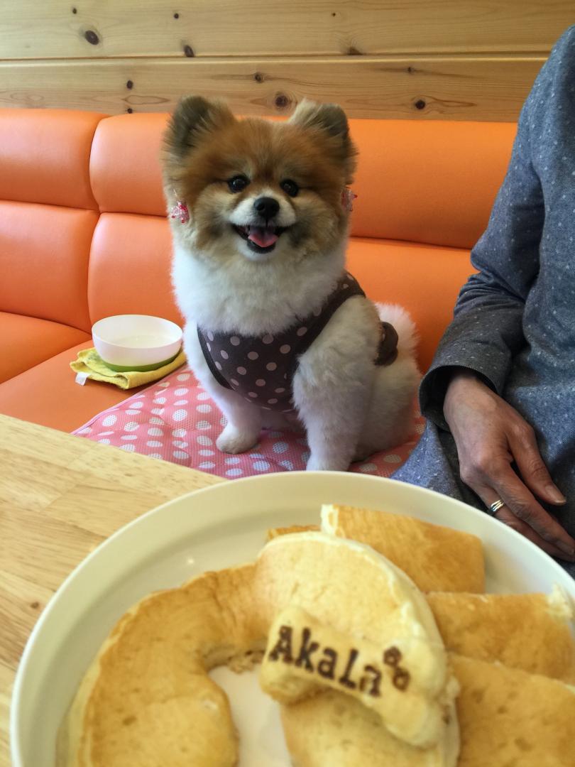 大好きなパンケーキ、待て！