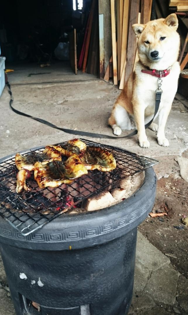 ウナギ、犬