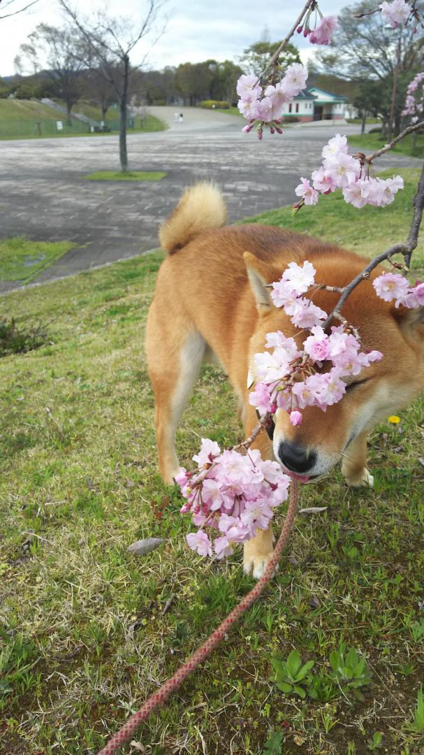 香りに誘われ桜をペロリ